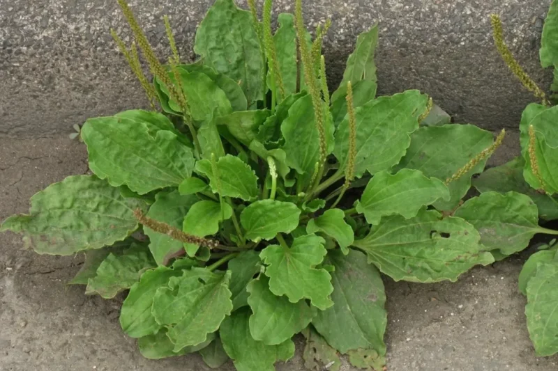 🌿 La piantaggine – un miracolo della natura