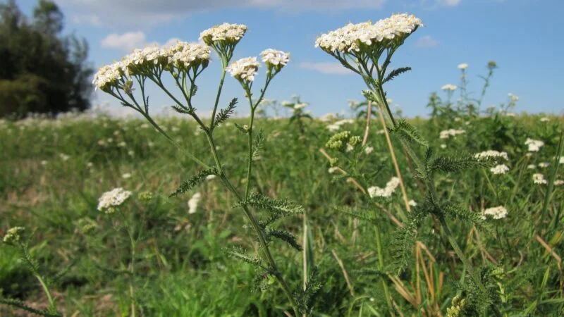 Piante medicinali chiamate erbe infestanti – Erbe medicinali